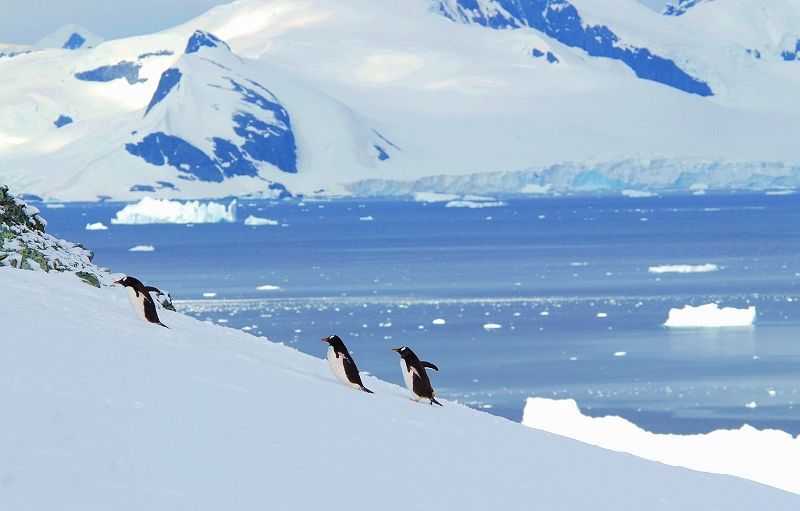 南極深入探索+南美四國深度33日游