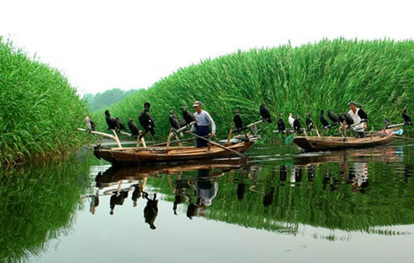 白洋淀里濃情泛舟、荷花