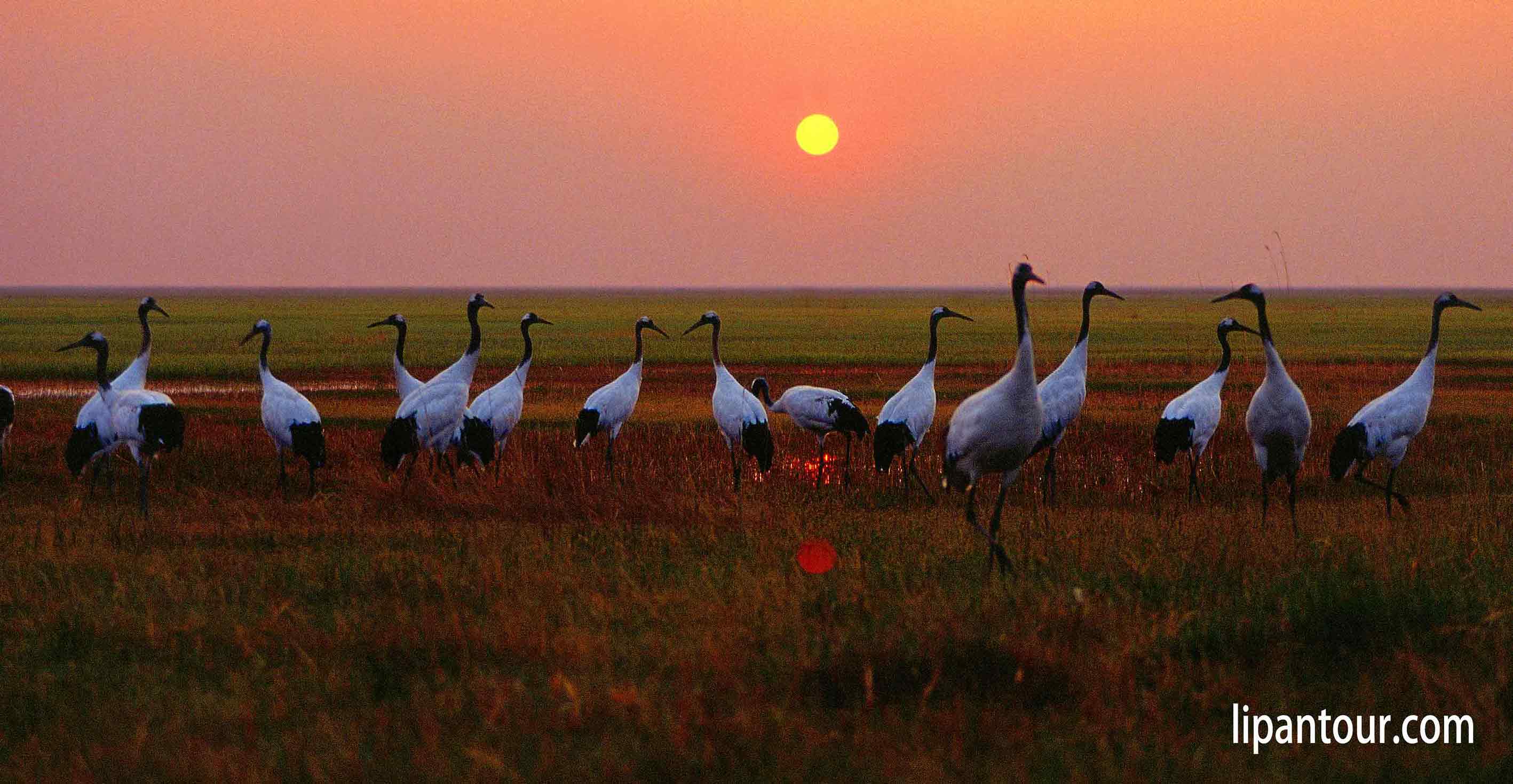 東北全線中老年團(tuán)-長(zhǎng)白山、哈爾濱、齊齊哈爾