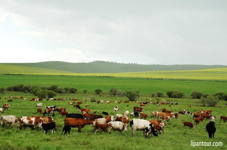 阿爾山、呼倫貝爾草原雙臥5日游