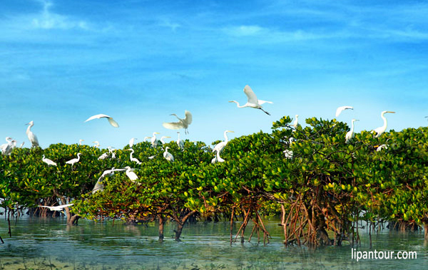 龍脊梯田、桂林、大漓江、陽朔雙臥7日純玩無購物之旅