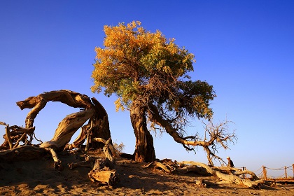 VIP私人訂制童話秋天額濟納胡楊林深度純玩11天